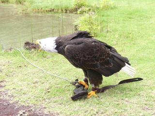 Aguila real