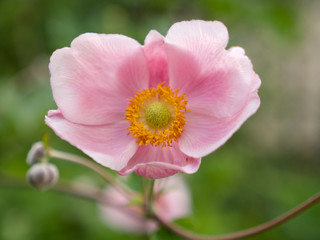 open Blossom of an anemone with her sister, close up with soft focus