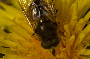 bee-like marmalade hoverfly on yellow dandelion flower