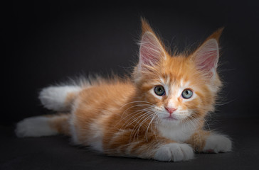 Kitten Maine Coon color red with white isolated on black background	