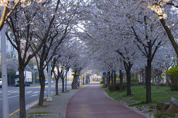 cherry flower blossom in spring