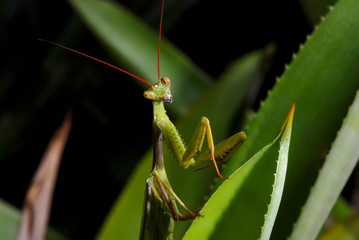 Praying mantis photographed in Guarapari, Espirito Santo. Southeast of Brazil. Atlantic Forest Biome. Picture made in 2007.