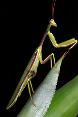 Praying mantis photographed in Guarapari, Espirito Santo. Southeast of Brazil. Atlantic Forest Biome. Picture made in 2007.
