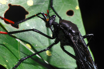 Predatory Wasp photographed in Guarapari, Espirito Santo. Southeast of Brazil. Atlantic Forest Biome. Picture made in 2007.