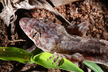 Moreau s tropical house gecko photographed in Guarapari, Espirito Santo - Southeast of Brazil. Atlantic Forest Biome. Picture made in 2007.