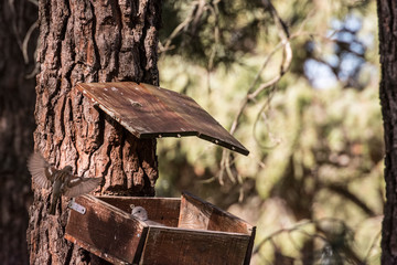 Bird entering feeder to eat