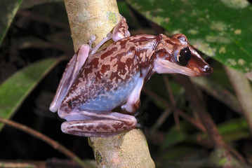 Bruno s Casque headed Frog photographed in Guarapari, Espirito Santo. Southeast of Brazil. Atlantic Forest Biome. Picture made in 2007.