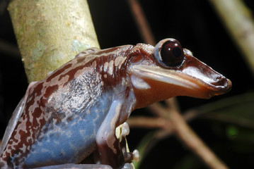 Bruno s Casque headed Frog photographed in Guarapari, Espirito Santo. Southeast of Brazil. Atlantic Forest Biome. Picture made in 2007.