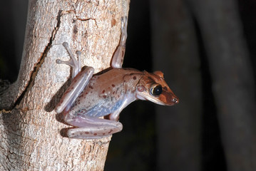 Bruno s Casque headed Frog photographed in Guarapari, Espirito Santo. Southeast of Brazil. Atlantic Forest Biome. Picture made in 2007.