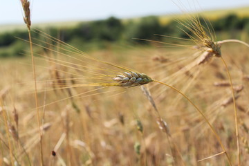 Fototapeta na wymiar ears of wheat