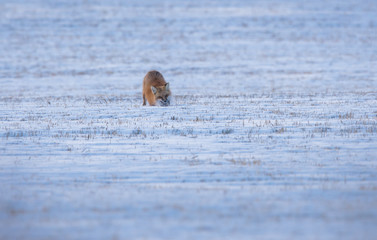Red fox in the winter