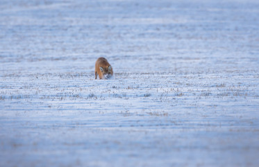 Red fox in the winter
