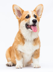 red welsh corgi puppy looking