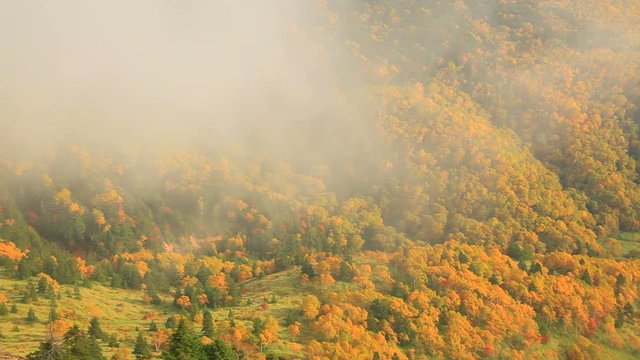 View of cloud above forest,  Ueda City,  Nagano Prefecture