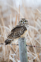Short eared owl in the winter