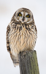 Short eared owl in the winter