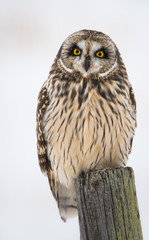 Short eared owl in the winter