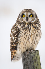 Short eared owl in the winter