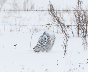 Snowy owl in rural Alberta