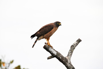 Roadside Hawk photographed in Guarapari, Espirito Santo. Southeast of Brazil. Atlantic Forest Biome. Picture made in 2007.