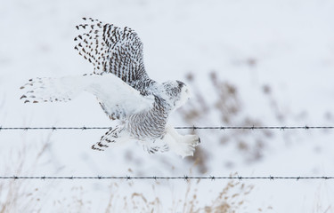 Snowy owl in rural Alberta