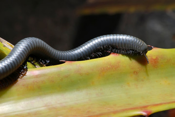 Millipede photographed in Guarapari, Espirito Santo. Southeast of Brazil. Atlantic Forest Biome. Picture made in 2007