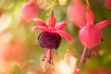 bright fuchsia close-up macro on a blurred background with highlights in the sun