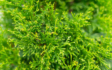 natural background - green thuja leaves