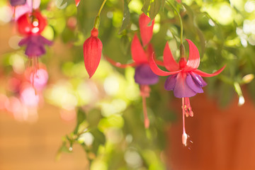 bright fuchsia close-up on a blurred background with highlights in the sun