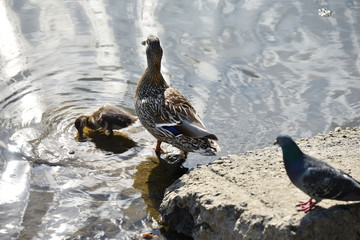 Mother duck with her duckling