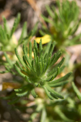 Fototapeta premium Ajuga chamaepity