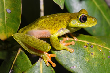  White banded tree frog photographed in Guarapari, Espirito Santo. Southeast of Brazil. Atlantic Forest Biome. Picture made in 2007.