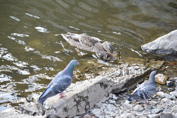 Mother duck with the duckling