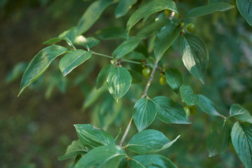 Cornus mas