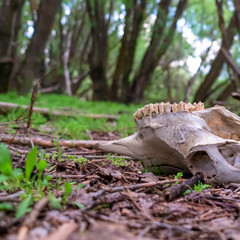 Square CLose up of animal skull in the forest ground against blurred trees and sky