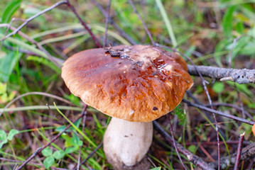 boletus grows in the grass in the forest