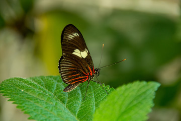 Doris Longwing Butterfly