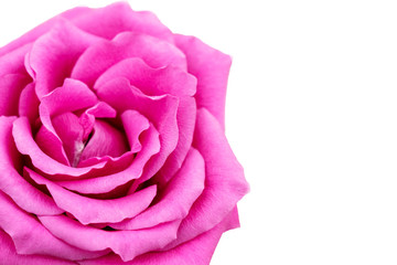 close up of purple or pink  rose isolated on white background. 
