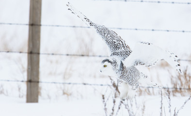 Snowy owl in rural Alberta
