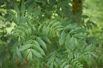 Fraxinus excelsior