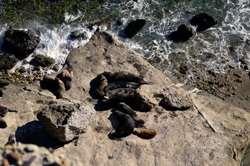 Lobos marinos en una piedra