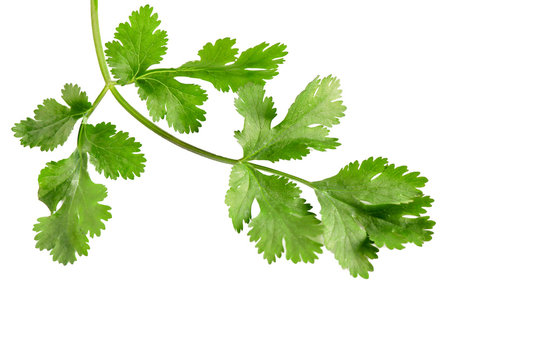close up of green coriander vegetable isolated on white background. 