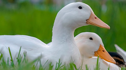 Panorama frame Close up of white ducks sitting on a terrain covered with vivid green grasses