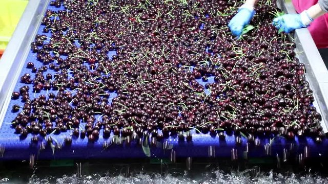 Fresh ripe red bing cherries in a packing warehouse in Oregon