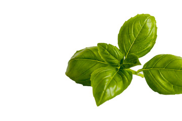 Background of green basil leaves, fresh, spice in European cuisine. isolated on white background.