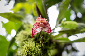 Beautiful red and white orchid in full bloom