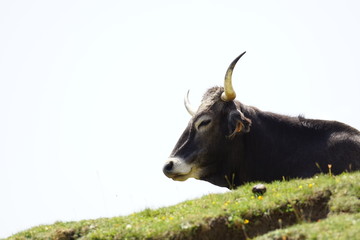 Portrait of a Cantabrian Cow