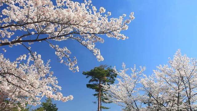 Cherry blossom trees and monument,  Ueda&nbsp;City,  Nagano&nbsp;Prefecture