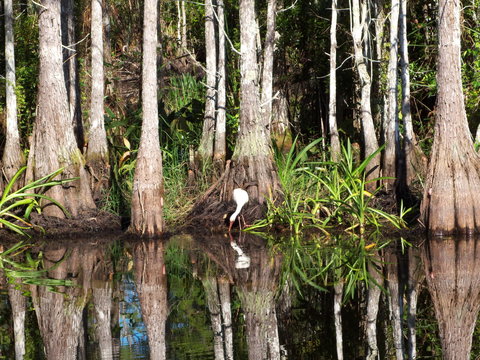 Ibis hunting in a cypress swamp