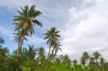 Fototapeta na wymiar Tropical landscape: palm forest with coconut trees.